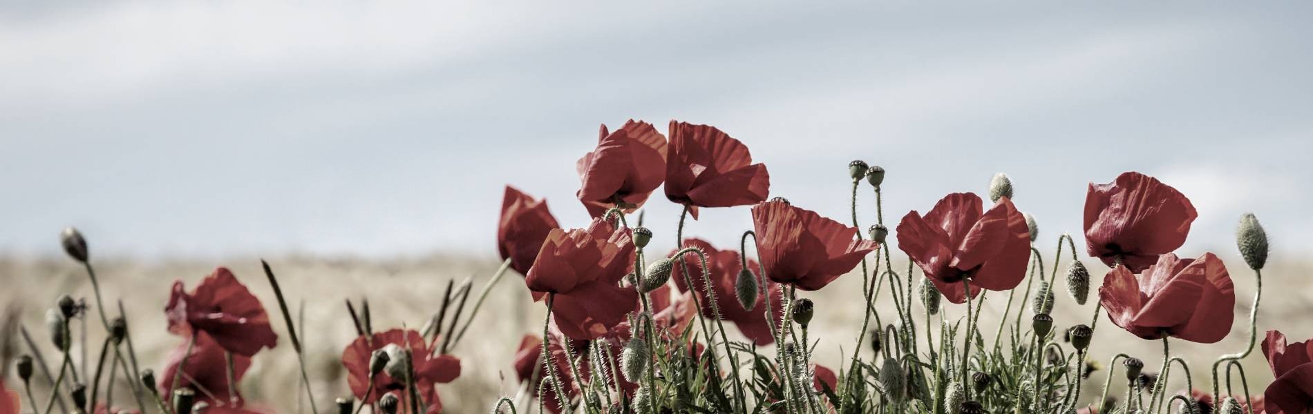 Novum Law pledges its support to the Armed Forces Community